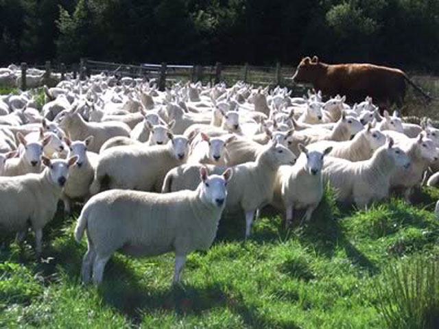 Sheeps,