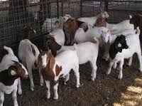 Dairy and Breeding  Goats  , Sheep  and cows 