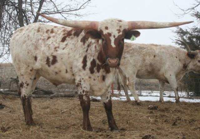 Big Horned Texas Longhorn Trophy Steers