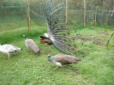 White and Indian Blue peafowls for sale