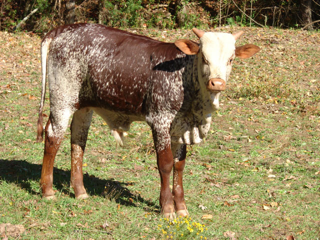 Watusi