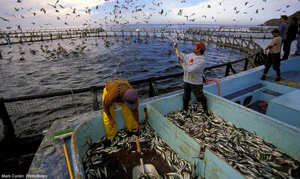 Aquafeed/Aquaculture