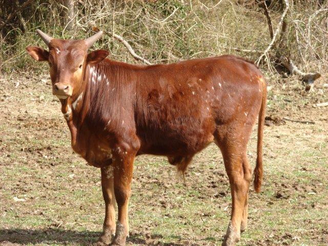 Foundation Pure Ankole-Watusi Cattle