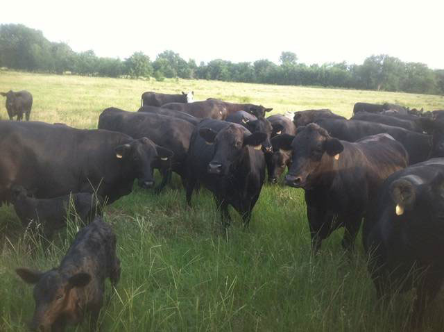 140 Brangus Cows Heavy Bred