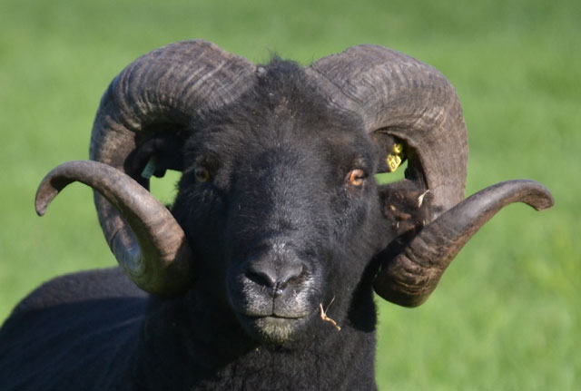 Black Welsh Mountain Sheep