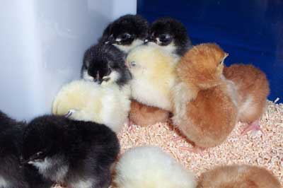 Chickens, Hatchery, Purebreeds, Dayold to p.o.l