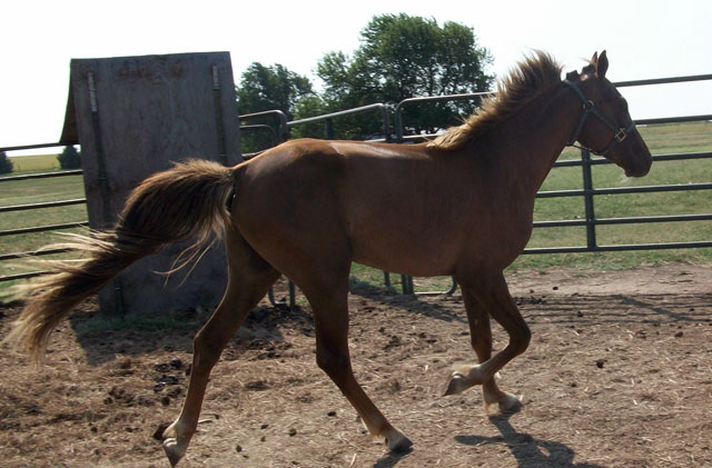 Registered Tennessee Walking Horses