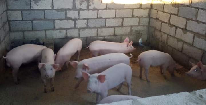 Land race piglets for sale