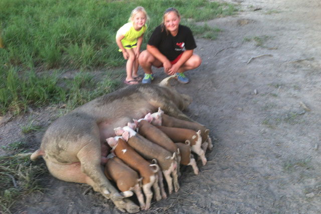 Purebred Hereford Pigs