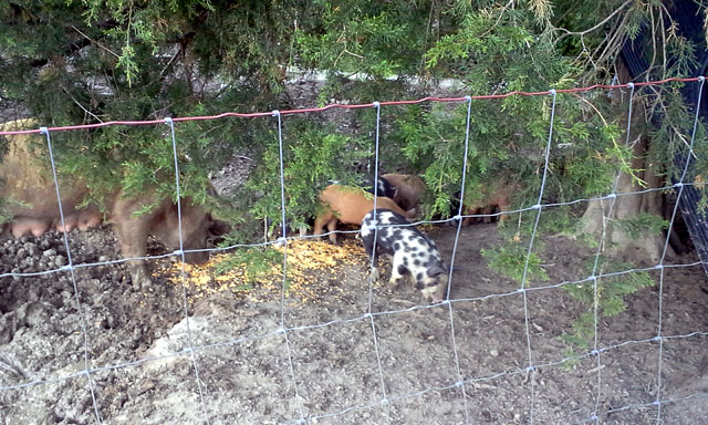 Berkshire / Yorkshire Piglets