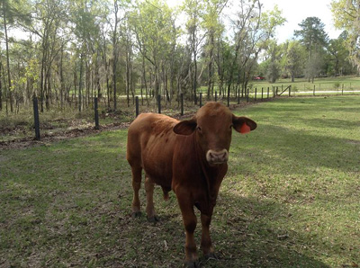 Brangus Cows for Sale Heifer's and Bull