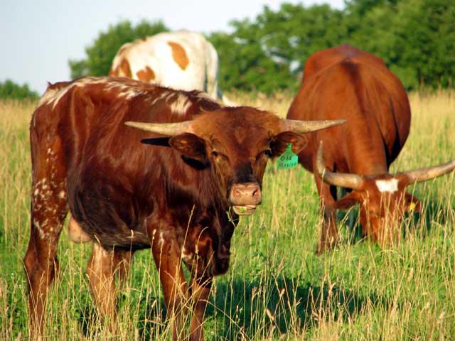 Registered Texas Longhorn Bulls Cows Heifers