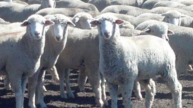 Bred Ewes