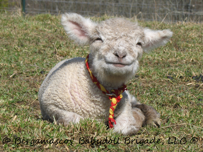 Babydoll Southdown Sheep - Accepting Reservations