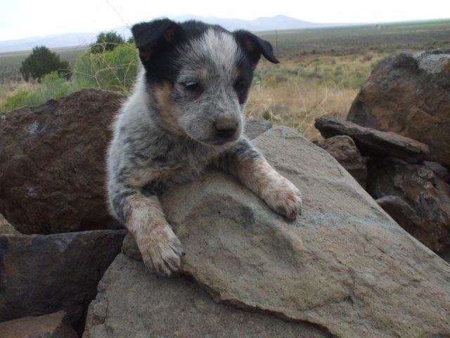 High Quality Blue Heeler Puppies