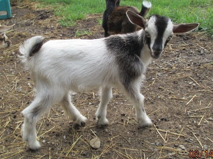 ADGA/AGS Nigerian Dwarf Goats 
