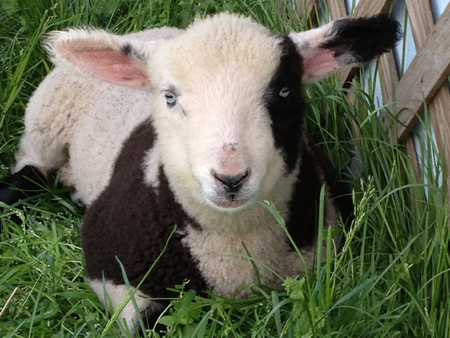 Harlequin Miniature Sheep 