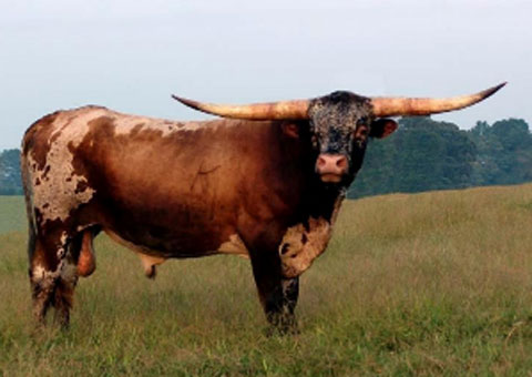 Semen: Champion Tx Longhorn Bulls