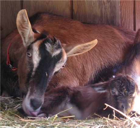 Dairy Goat Farm Tours