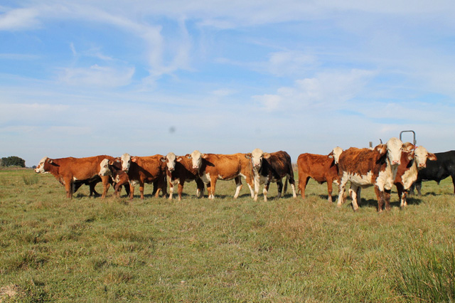 Reg. Braford Heifers