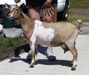 Registered Nigerian Dwarf Dairy Goats