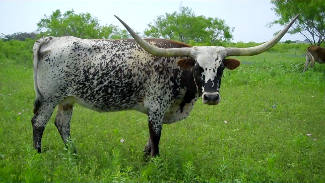 Registered Texas Longhorn Cattle