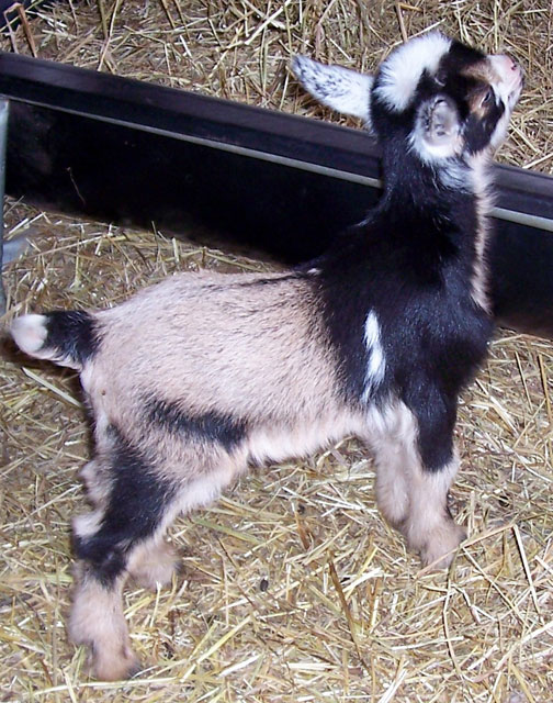 Nigerian Dwarf Goat Kids