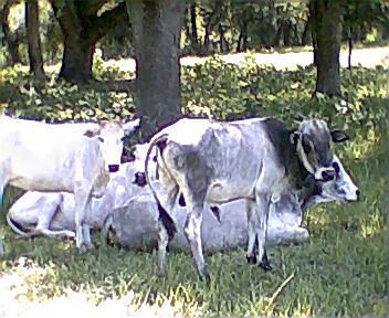 Minature Zebu Breeding Bull