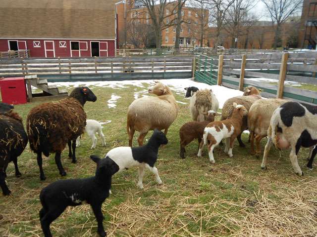 Katahdin Hair Sheep Breeding Ewe and Dorper X Ewe Lambs
