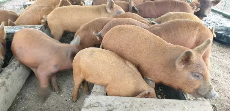 Duroc piglets for sale