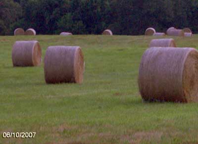 Quality Bermuda Hay