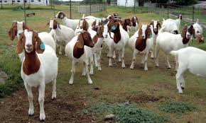 Bunch Of Goats And Sheeps Available At Cheap Price