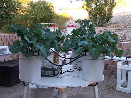 Build Your Own Hydroponic System Design Plans