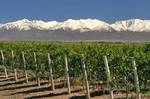 Vineyards Pre/mountain from Argentina