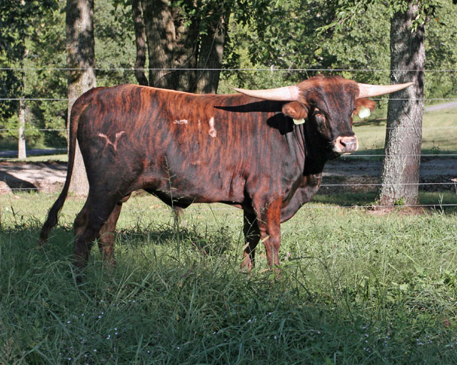 Longhorn