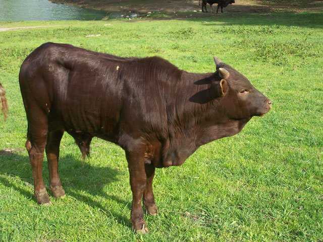 Watusi Cattle