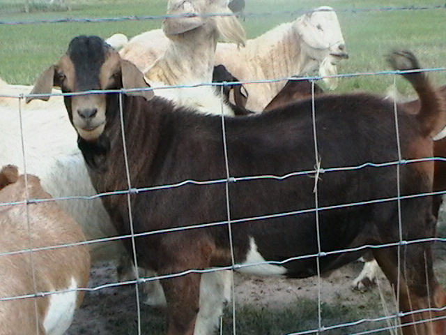 Registered Genemaster Goats, 1st generation