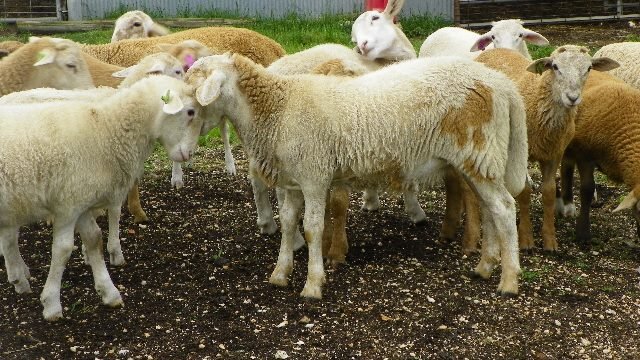 Registered katahdin Ewe Lambs