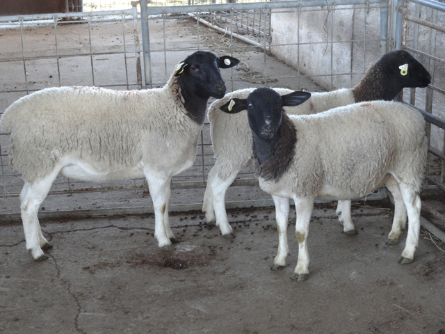 Fullblood Dorper Yearling Ewes