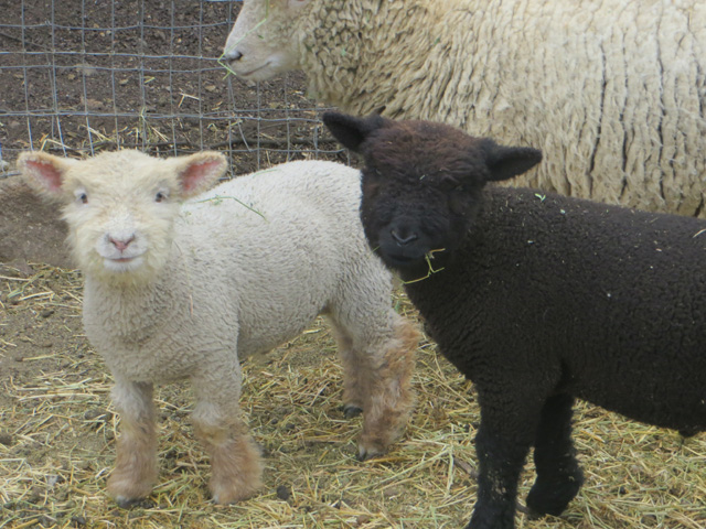Babydoll Southdown Lambs