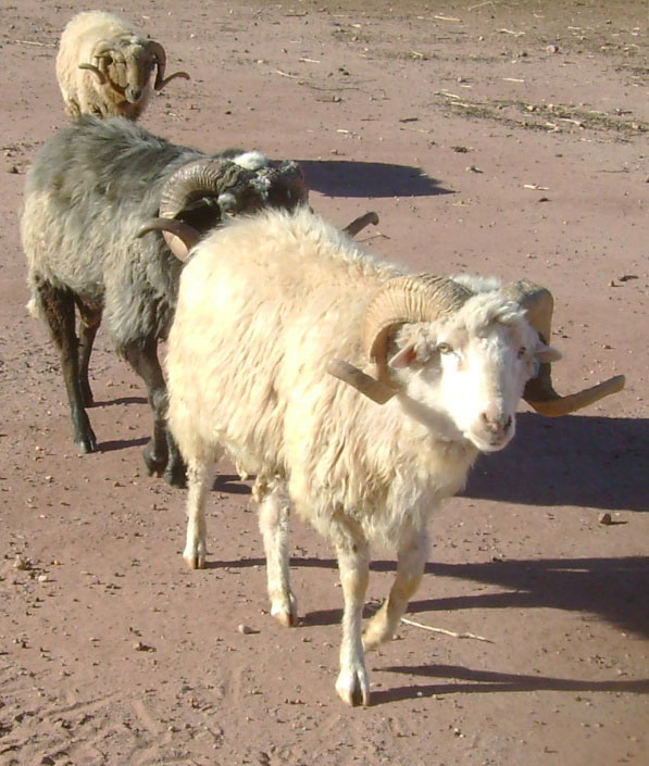 Navajo-Churro Sheep