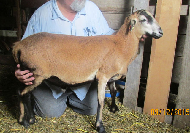 Barbados Blackbelly Sheep