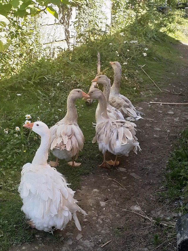 Sebastes and Toulouse goose for sale