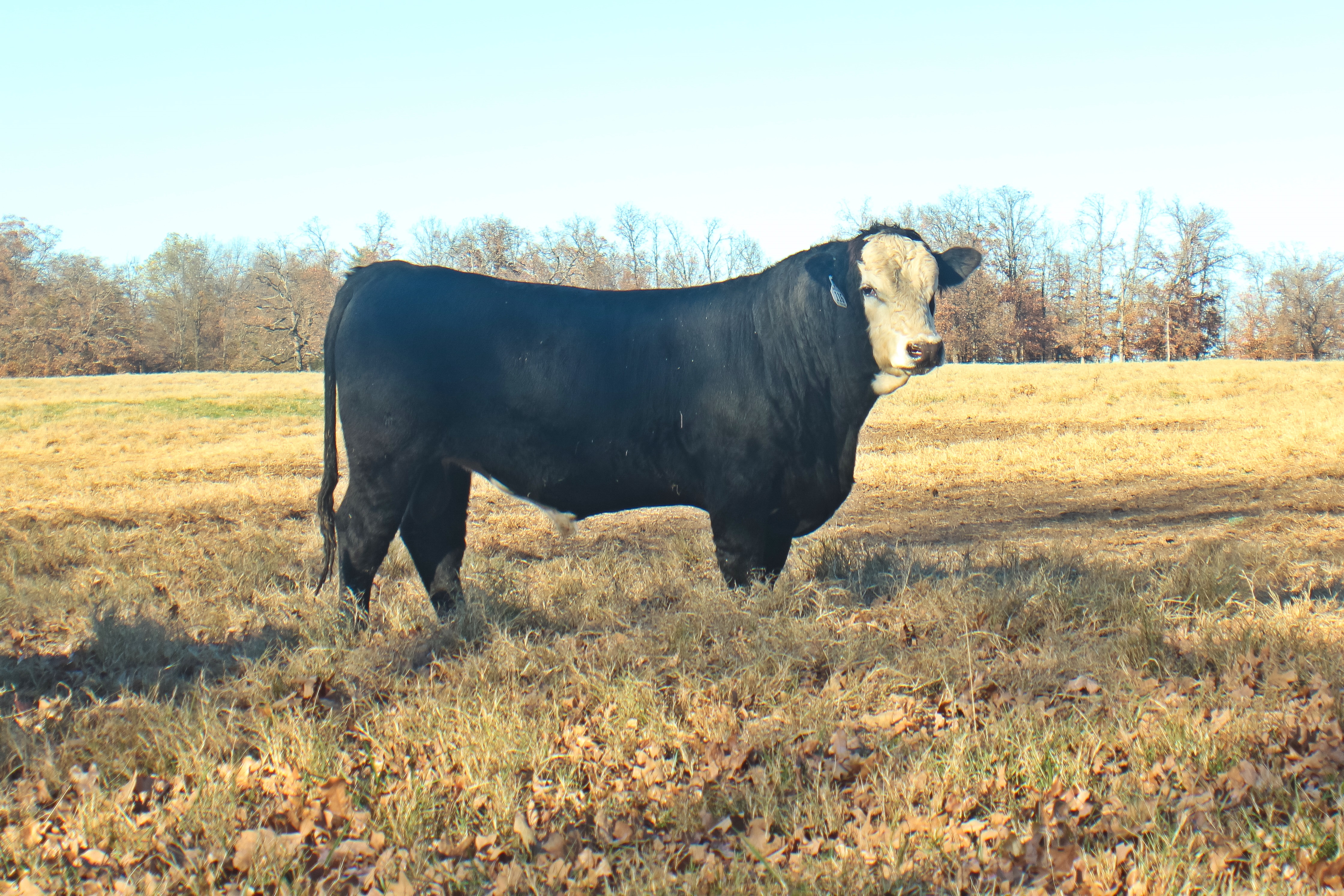 Brangus, Charolais, SimAngus Bulls for sale