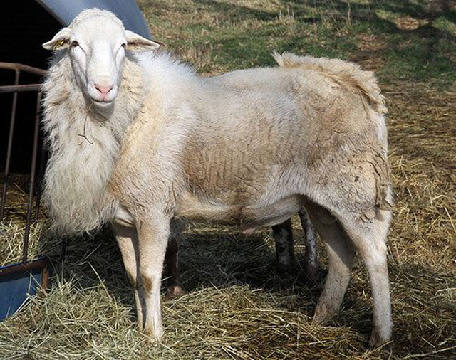 Katahdin x Lacaune Yearling Ram