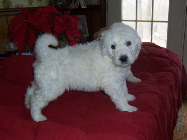 akc Komondor