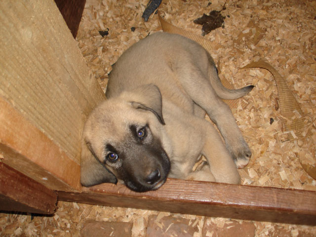 Purebred Turkish Kangal Puppies