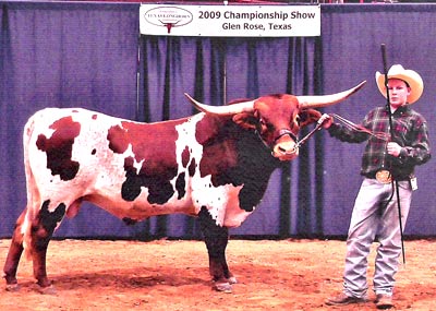 World Champion Bull