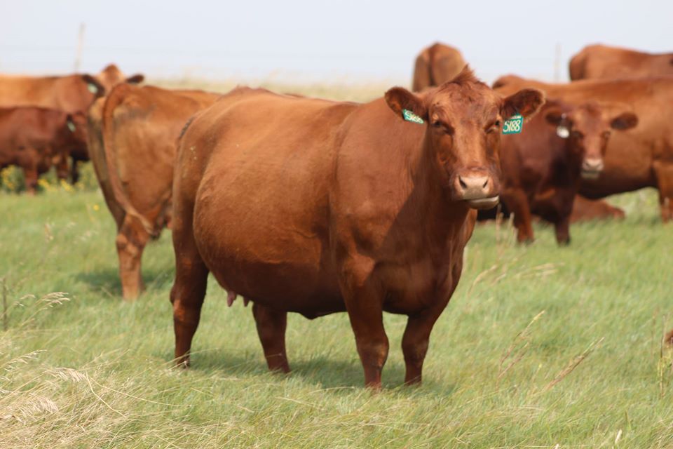 Beef Cattle