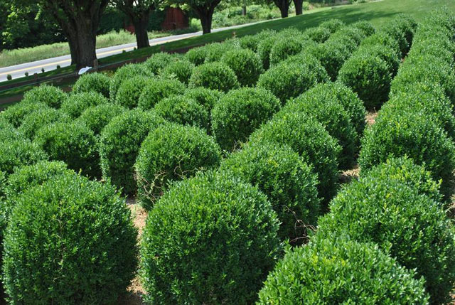 Boxwood from 1 gal up to 5 ft